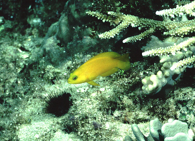 Pseudoplesiops rosae